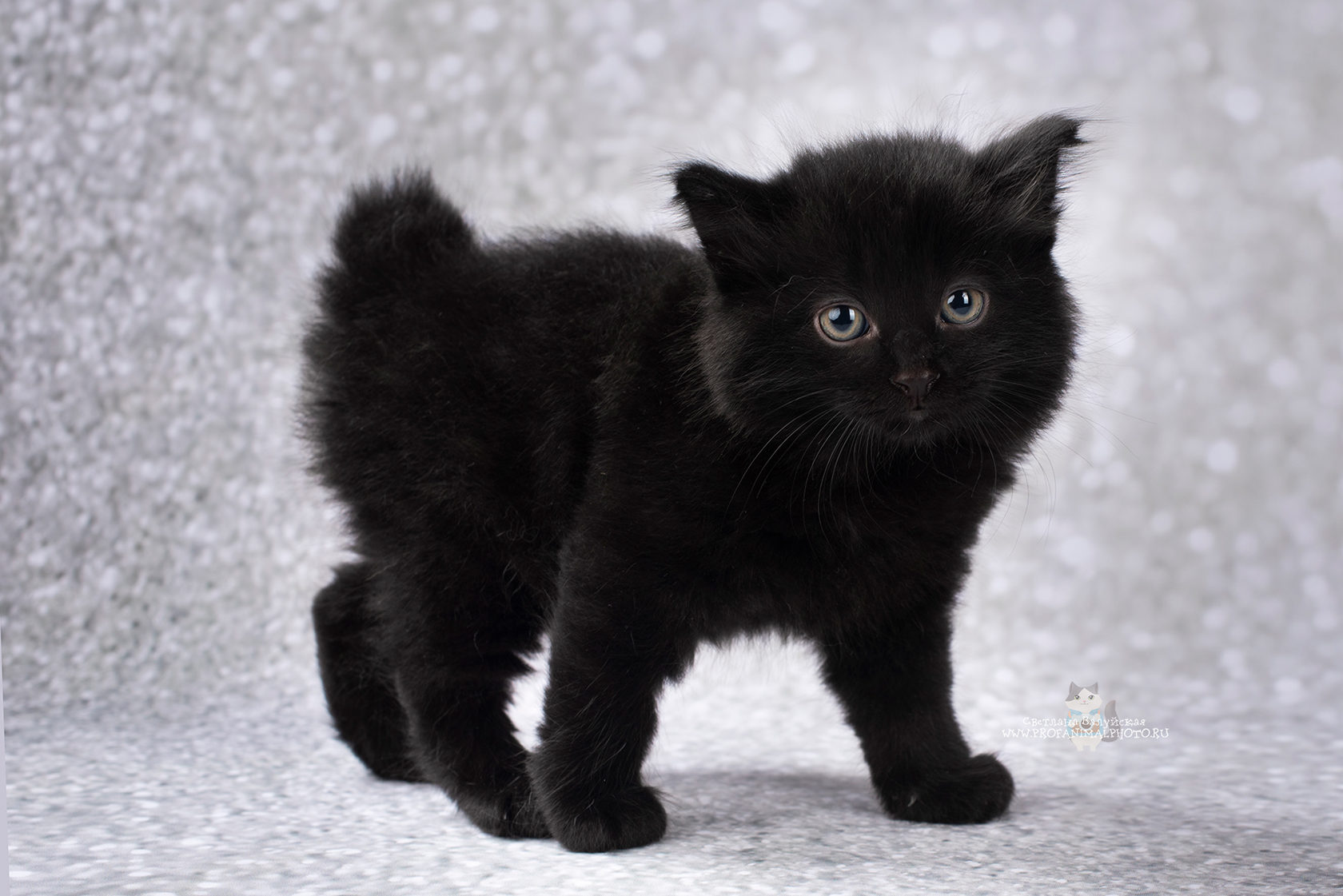 Черные кошки – пушистые и гладкошерстные, большие и маленькие – с фотографиями и названиями пород