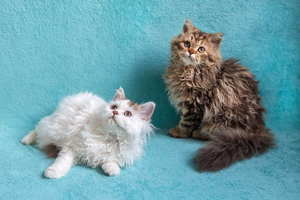 Описание породы кошек лаперм и отзывы владельцев
