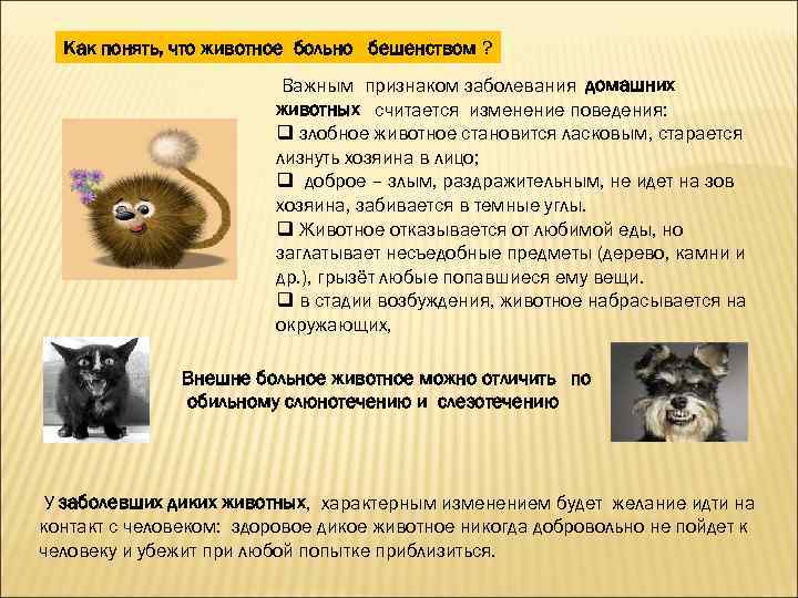 Первые признаки бешенства у кошек - как понять что у кота бешенство? - ветеринарная клиника ситивет