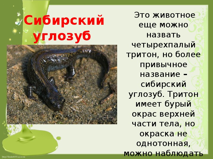 Сибирские углозубы как определить пол. сибирский углозуб – холоднолюбивый тритон. численность сибирских углозубов и их природоохранный статус