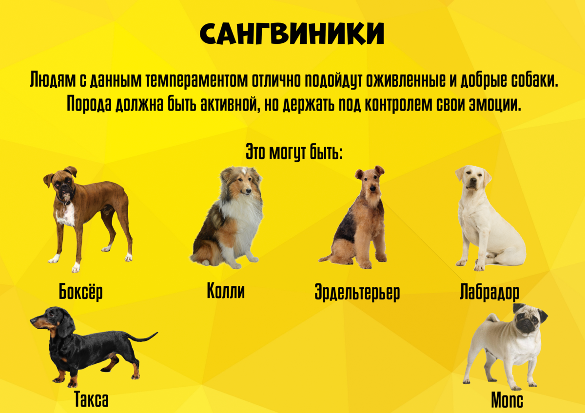 Какая порода собаки похожа на ваш знак зодиака больше всего 
