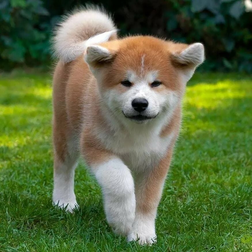 Акита-ину – порода собак из японии. описание и фото японской акита-ину