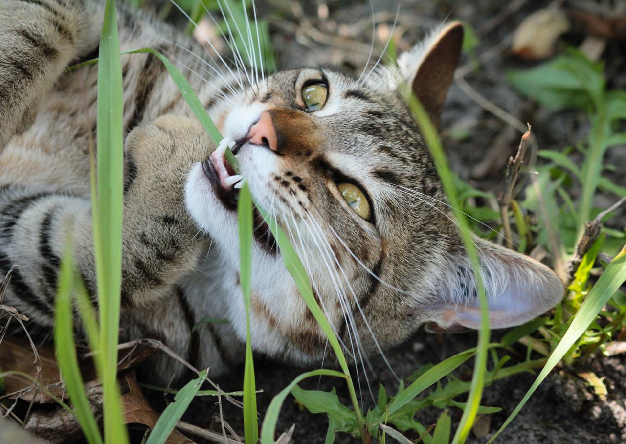 3 причины, почему ваша кошка обожает есть траву - gafki.ru