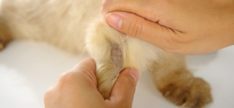 Подкожный клещ (демодекоз) у кошек — симптомы, лечение, фото, препараты, опасность для человека