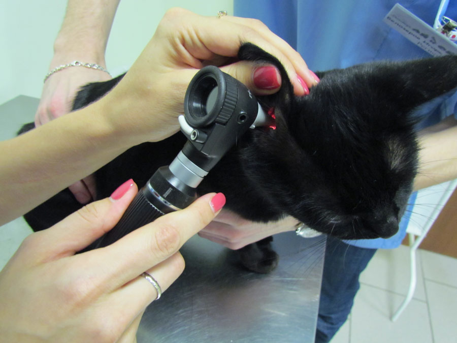Кошка трясет головой и чешет уши - лечение