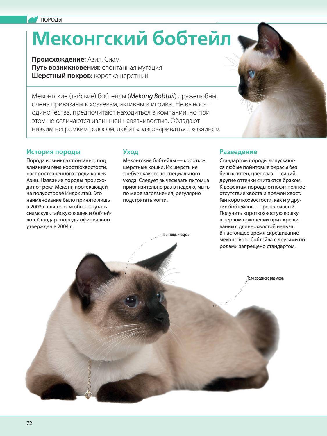 Тайская кошка: стандарт породы с фото, описание характера, особенности ухода