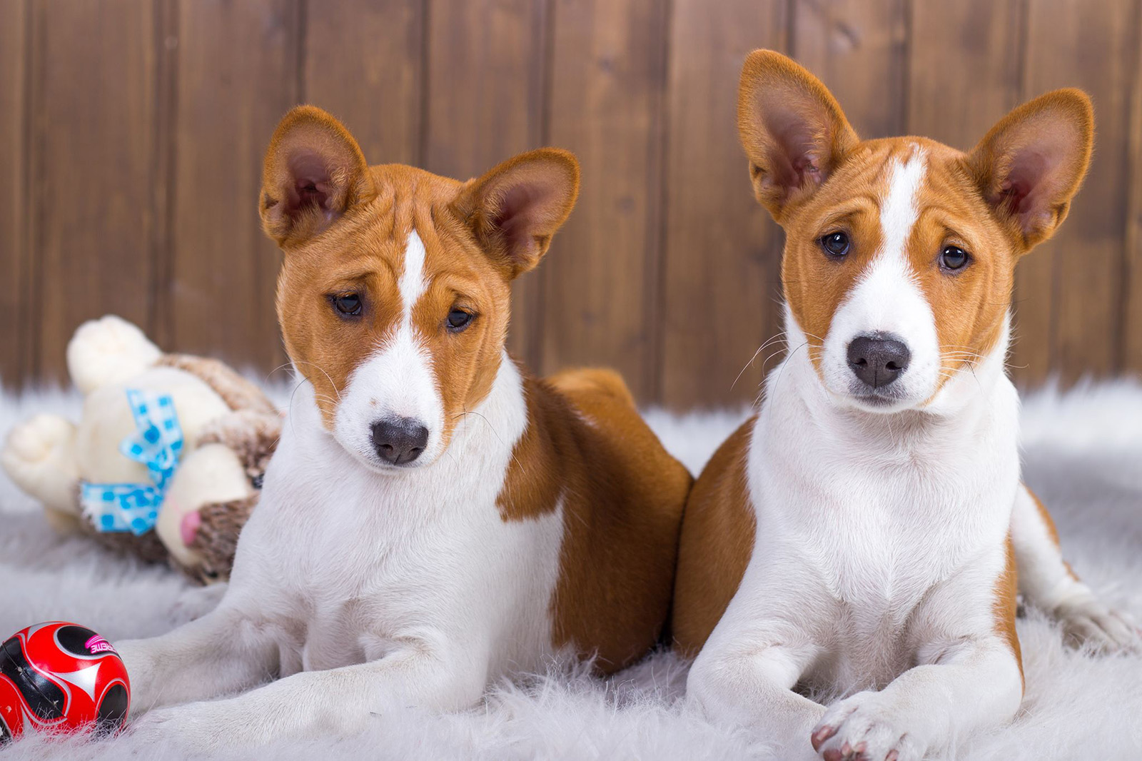 8 пород собак, которые не линяют и не пахнут