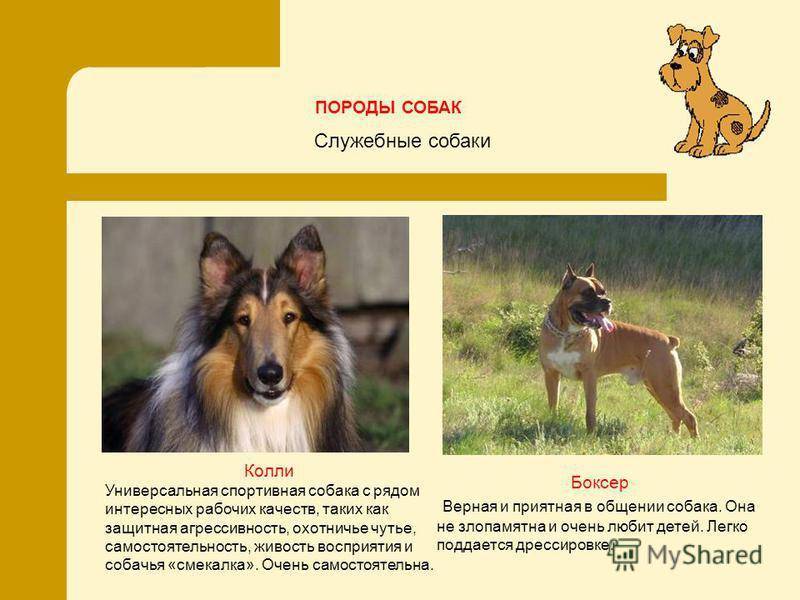 Колли собака: описание породы с фото, особенности характера, рекомендации по уходу