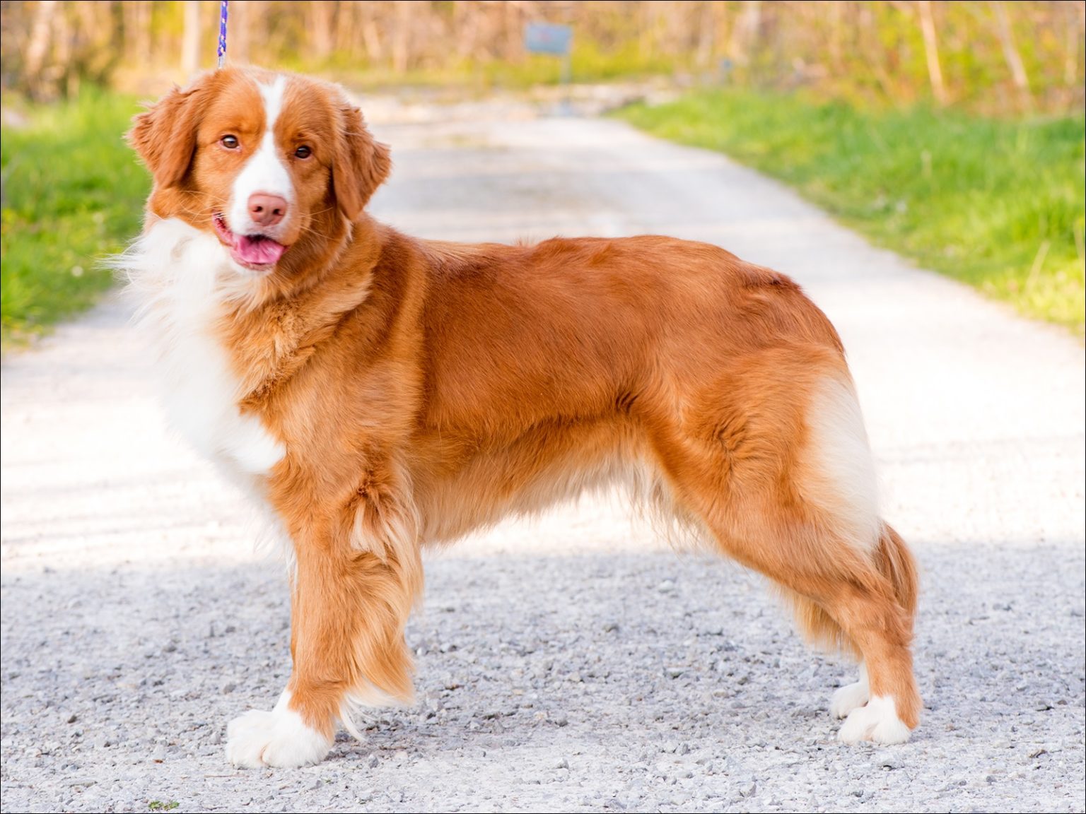 Новошотландский ретривер: фото собаки и описание породы, правила содержания и выбора щенков