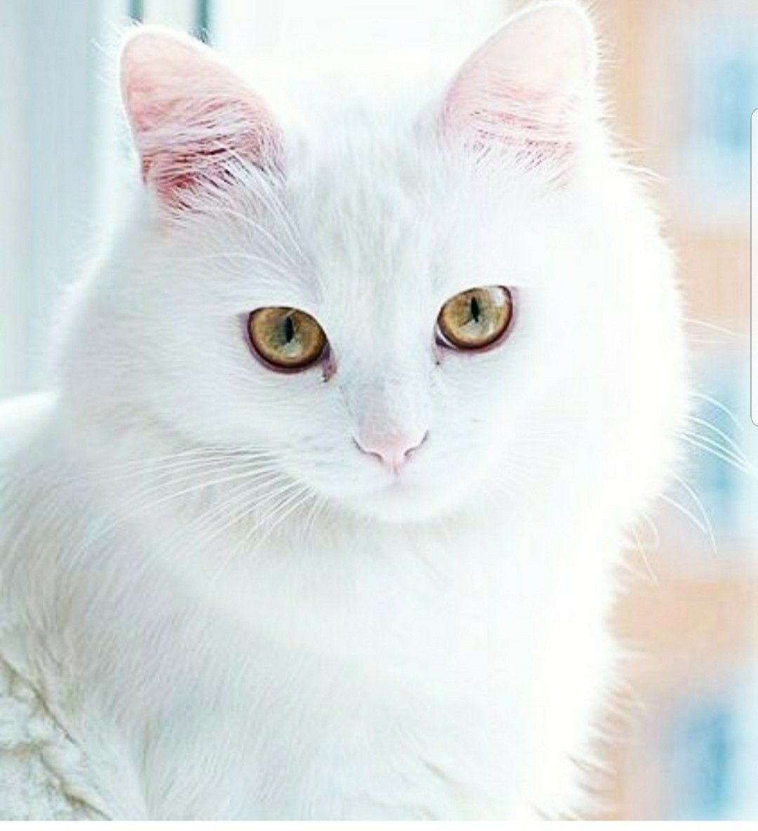 Топ 10 белых пород кошек - названия, описание и фото — природа мира