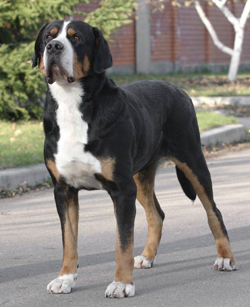 Большой швейцарский зенненхунд: описание породы, внешний вид собаки с фото, особенности ухода
