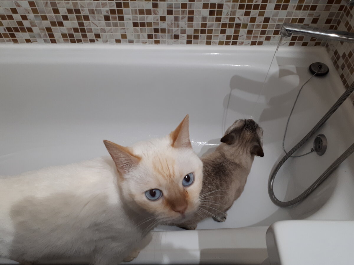 Зачем кошка рвется в ванную комнату, если боится воды - gafki.ru