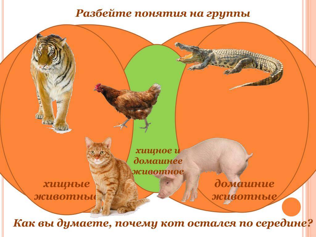 Домашняя рысь и другие породы кошек, похожие на неё