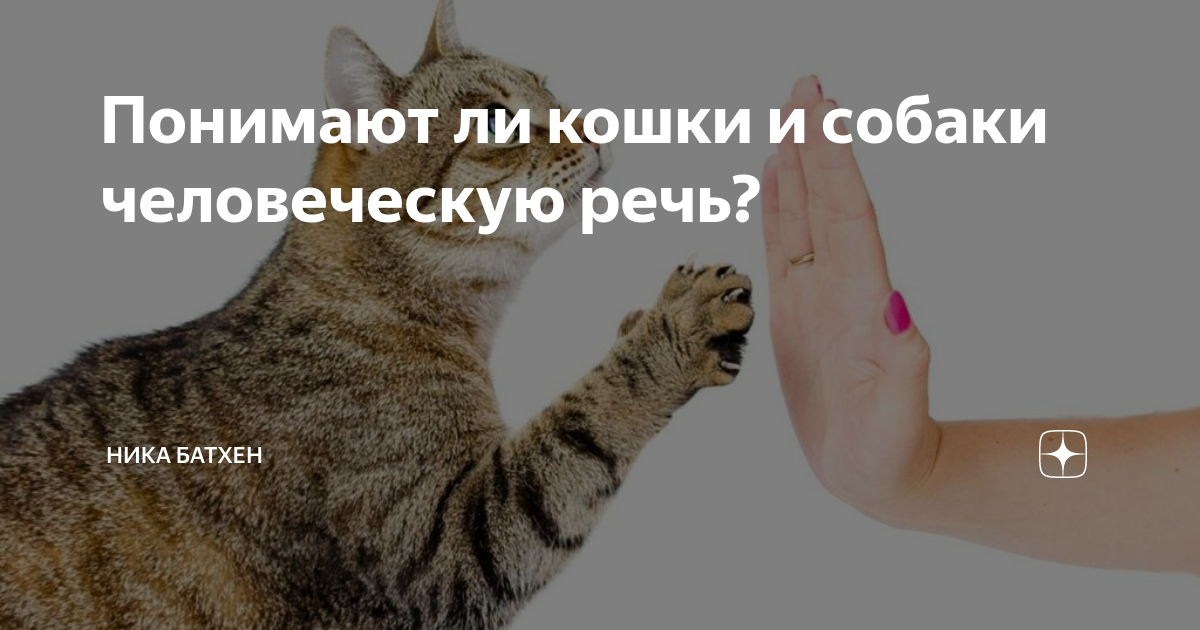 Понимают ли кошки человеческую речь: что считают ученые