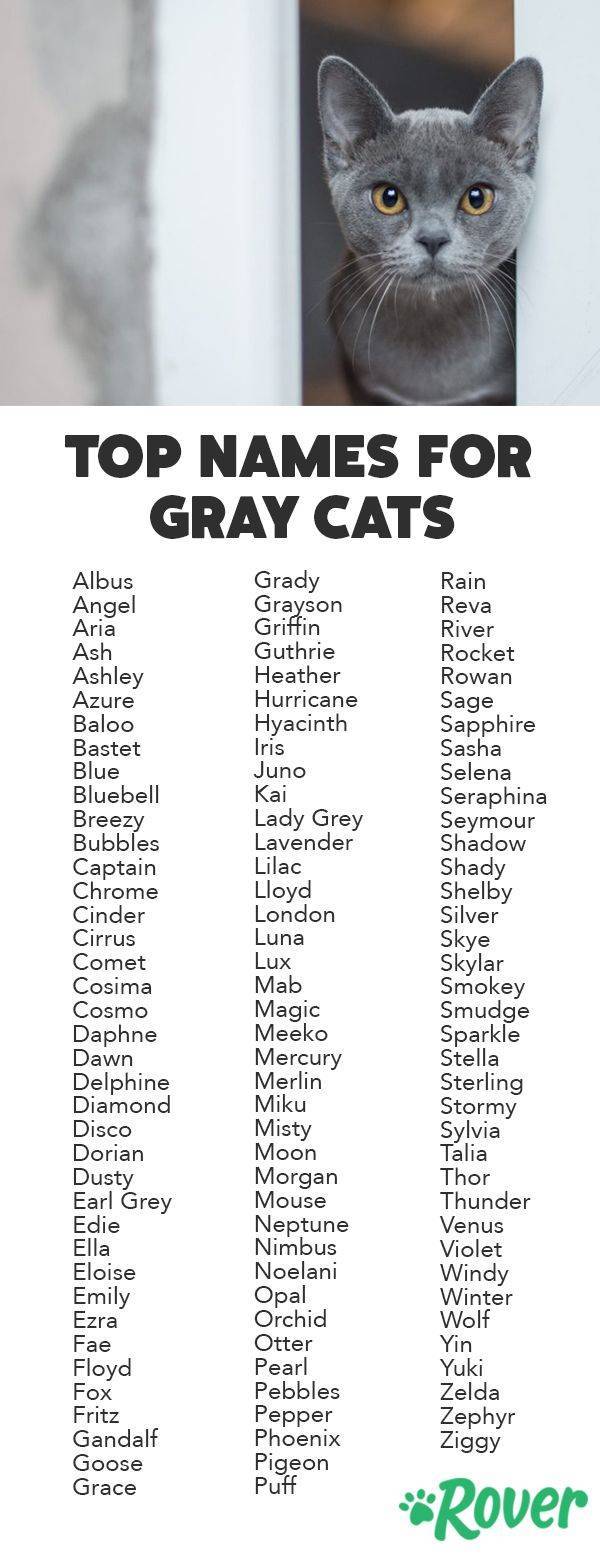 Клички для кошек девочек, красивые имена для кошечек