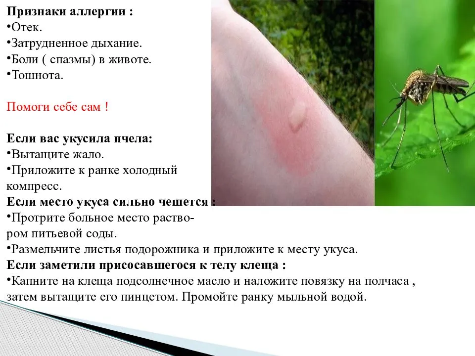 Почему моя собака чешется?