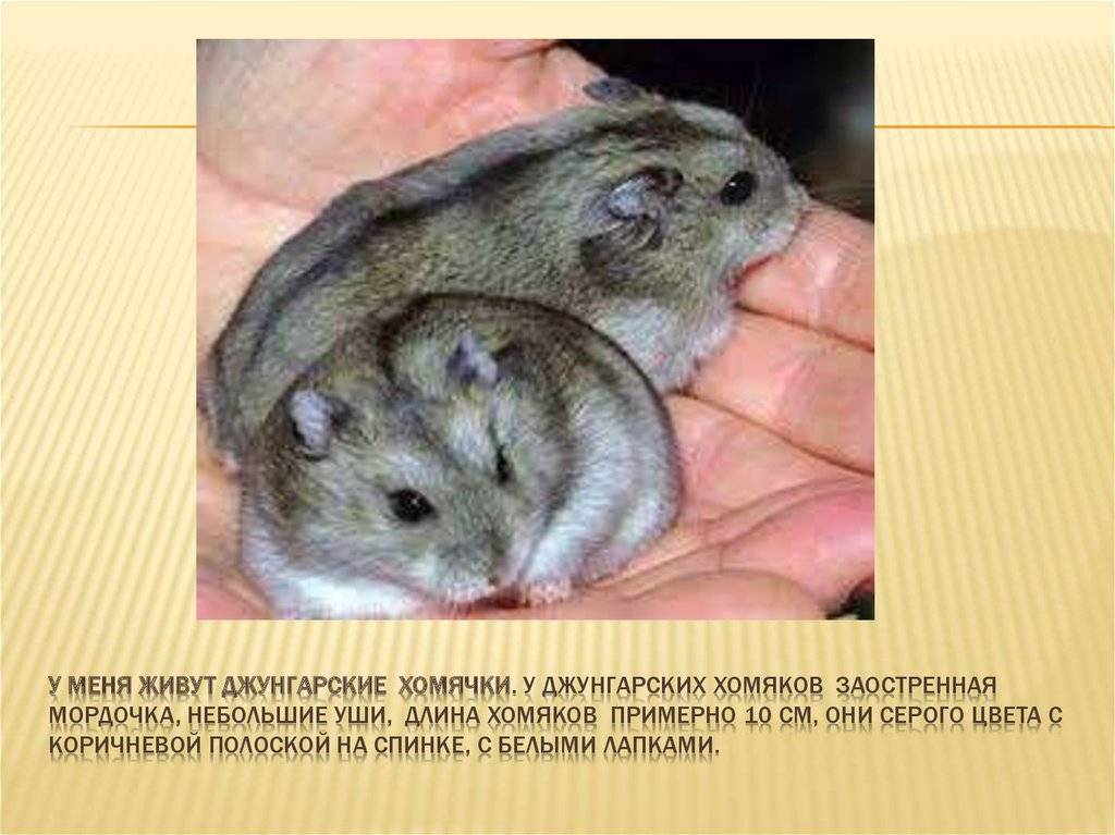 Сирийский хомяк