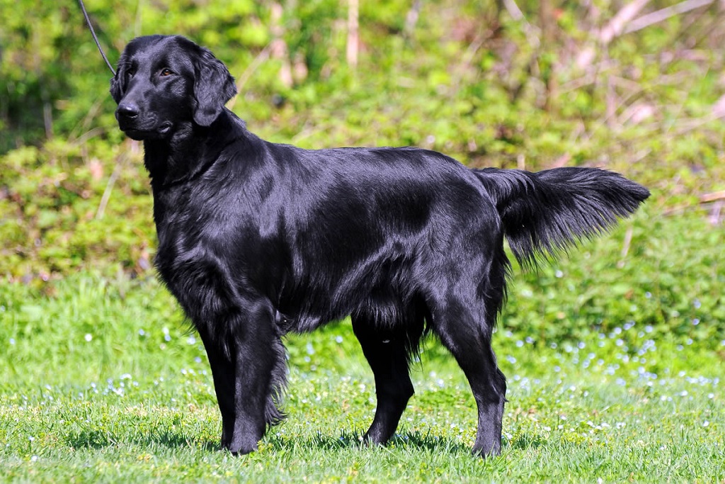 Описание породы собак прямошерстный ретривер: характер, уход, предназначение. прямошерстный ретривер (черный гладкошерстный флэт)