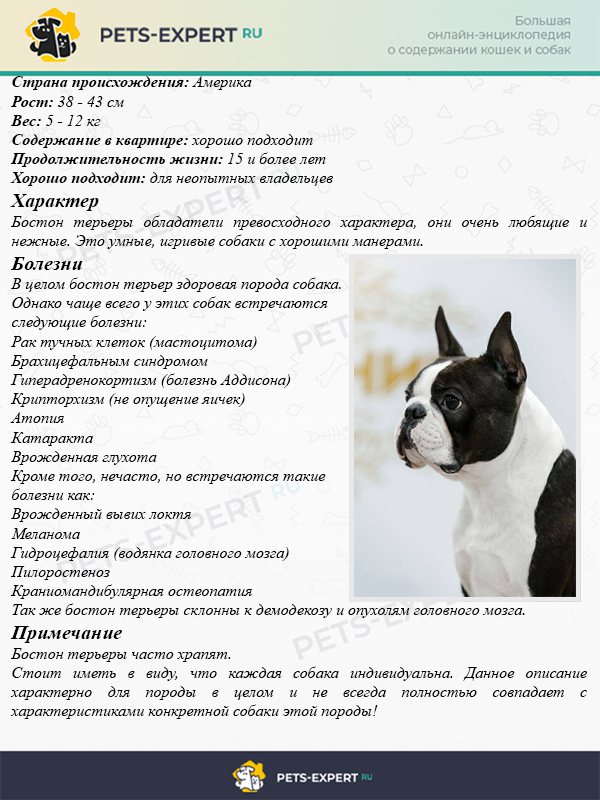 Бостон-терьер