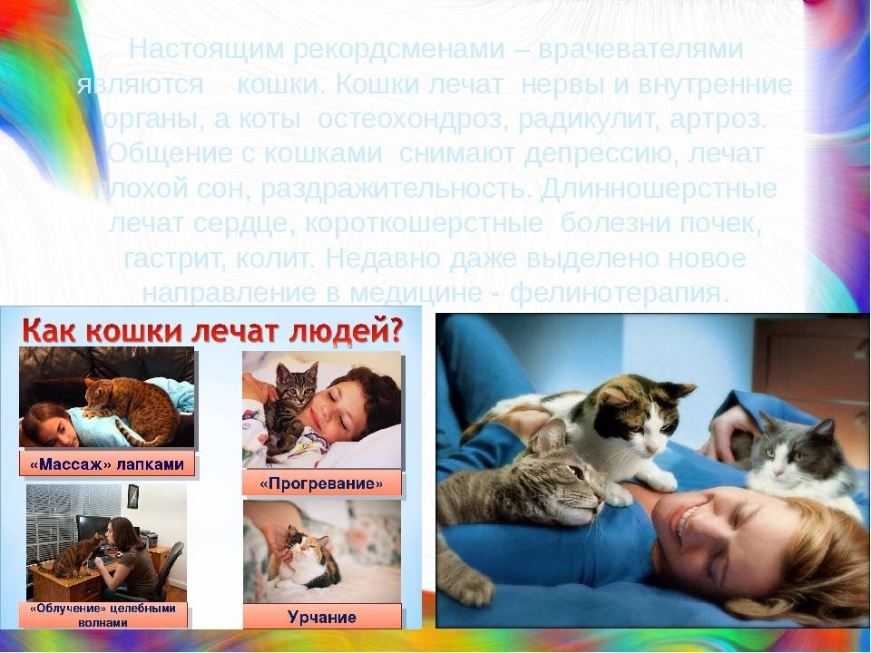 Как кошки лечат людей - какие болезны могут лечить, правда это или вымысел