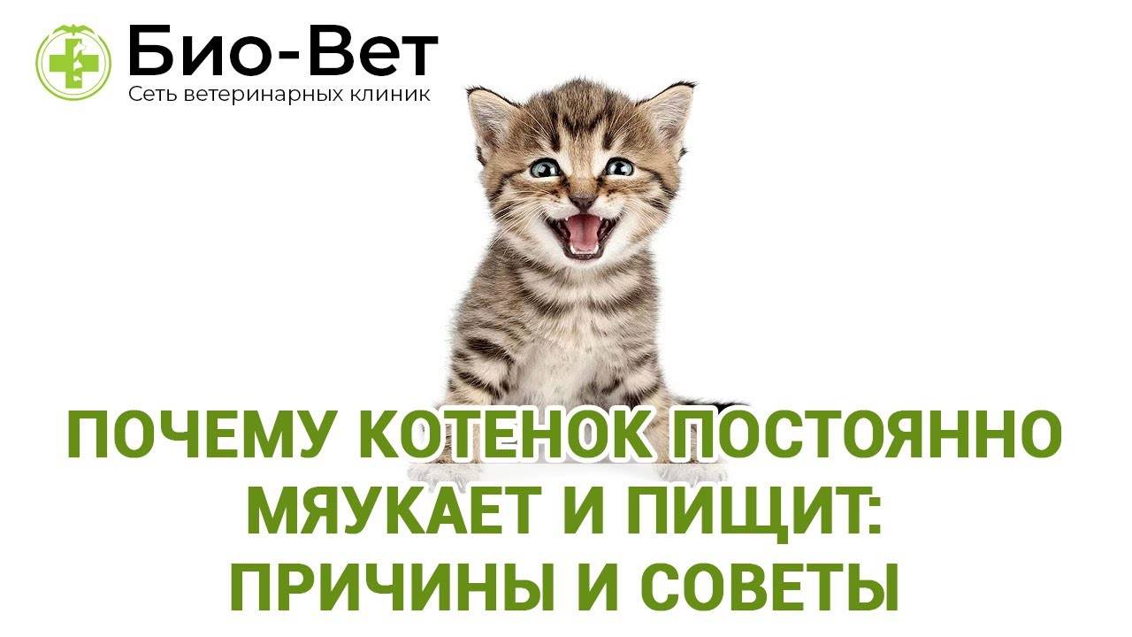 Причины и способы успокоения кота, особенности поведения или признак болезни