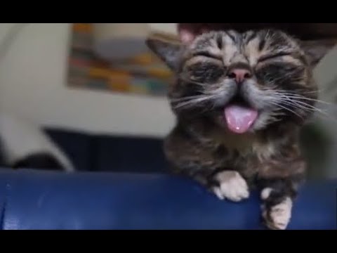 Зачем кот высовывает кончик языка: возможные причины