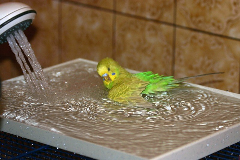 Попугай без воды