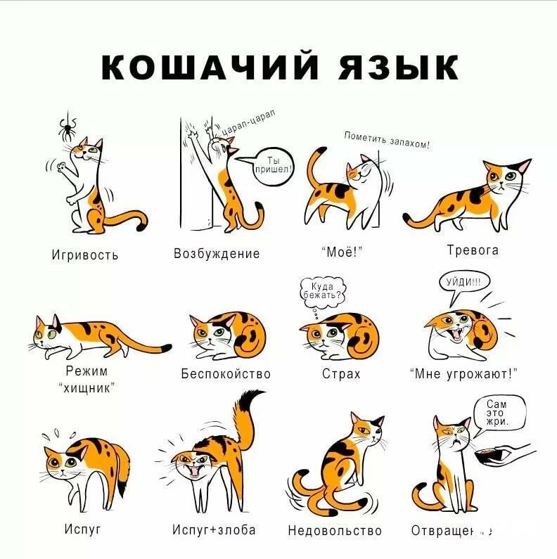 Как понять кошку по хвосту?
