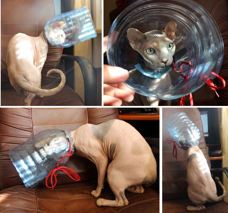 Как сделать воротник кошке своими руками из пластиковой бутылки