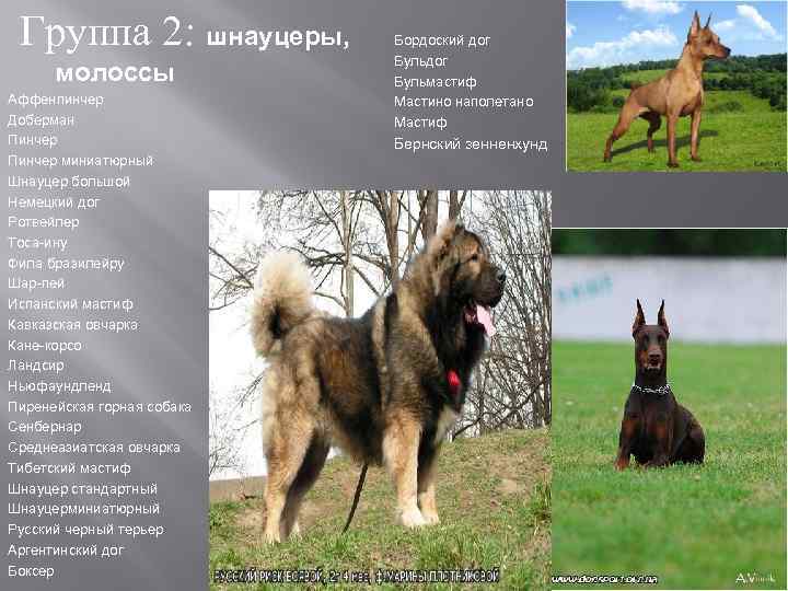 Тибетский мастиф: фото, происхождение и другие разновидности, характеристика породы собак