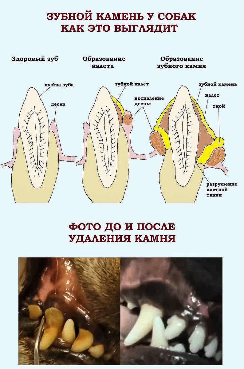ᐉ зубной камень у кошек - ➡ motildazoo.ru