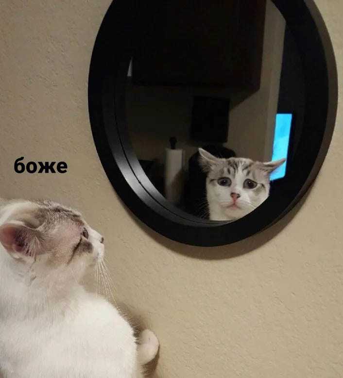Почему в зеркале видно. Зеркало кот. Отражение котика в зеркале. Кошка в зеркале. Кошка перед зеркалом.