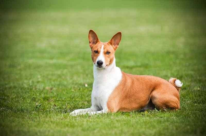 Порода собак басенджи: плюсы и минусы | плюсы и минусы