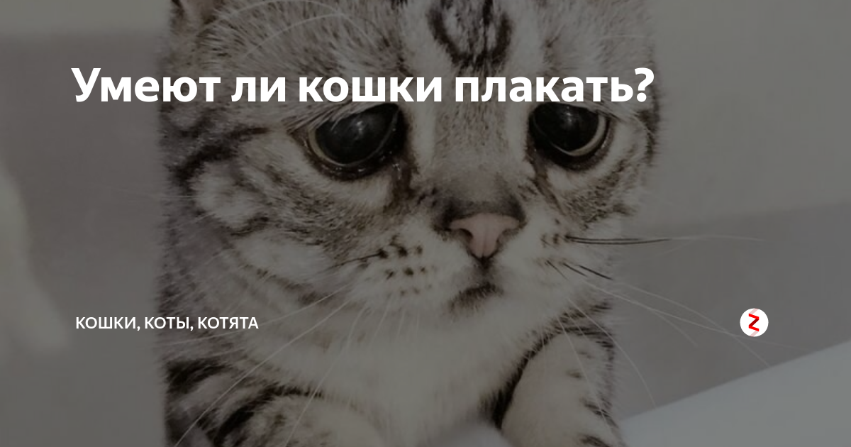 ᐉ кот или кошка плачет: умеют ли, могут ли, почему плачут и как - kcc-zoo.ru