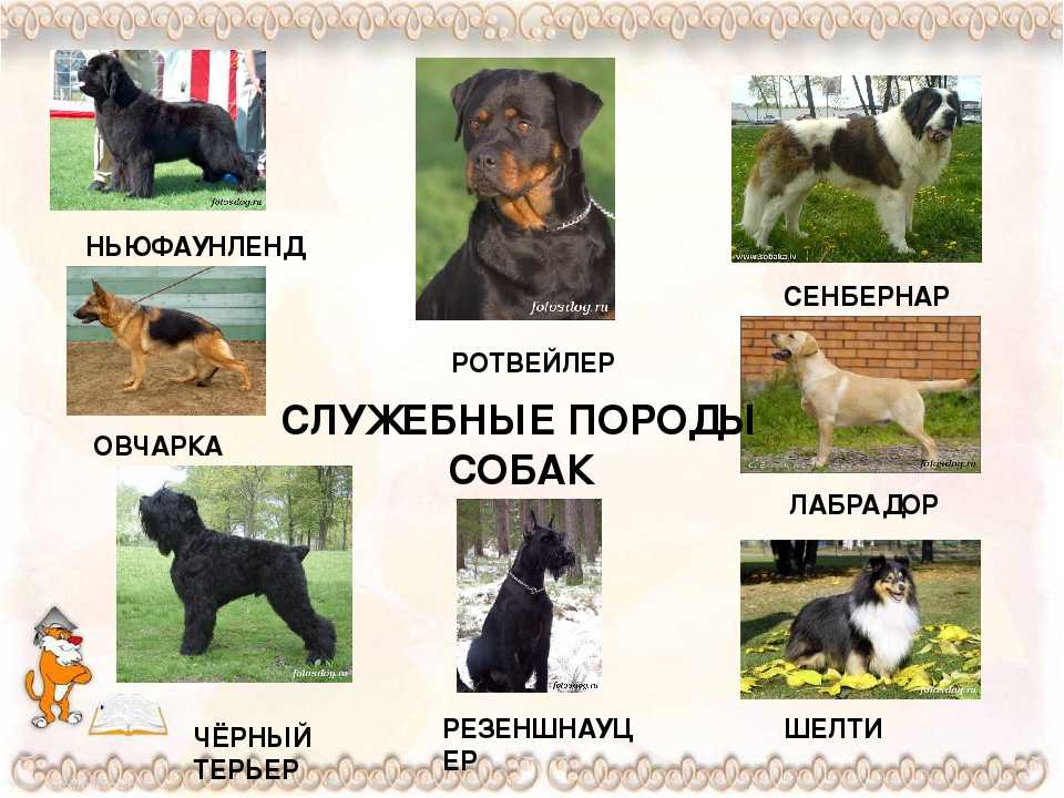 Породы собак с фотографиями, список собак с фото и названиями