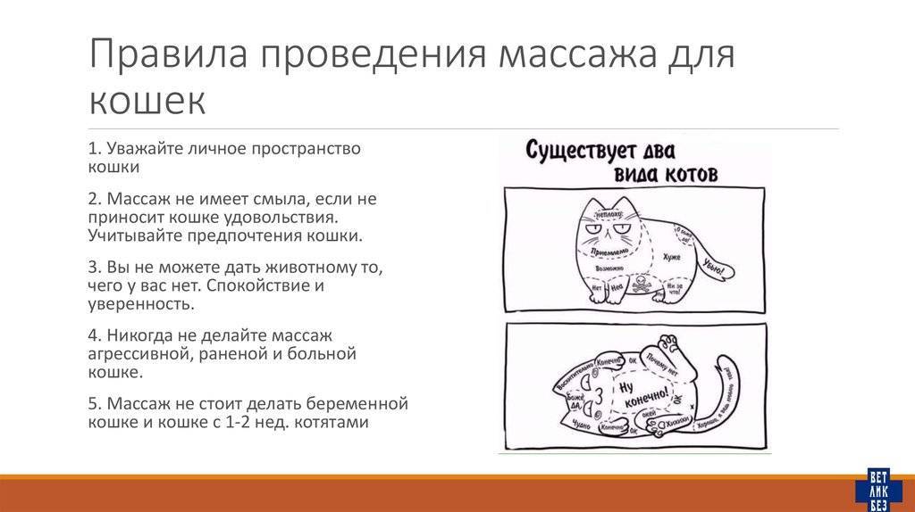 Как сделать массаж коту?