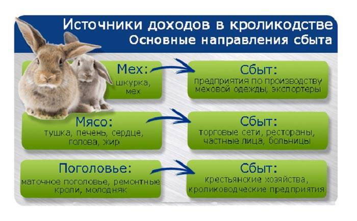 Разведение кроликов в домашних условиях для себя и на продажу