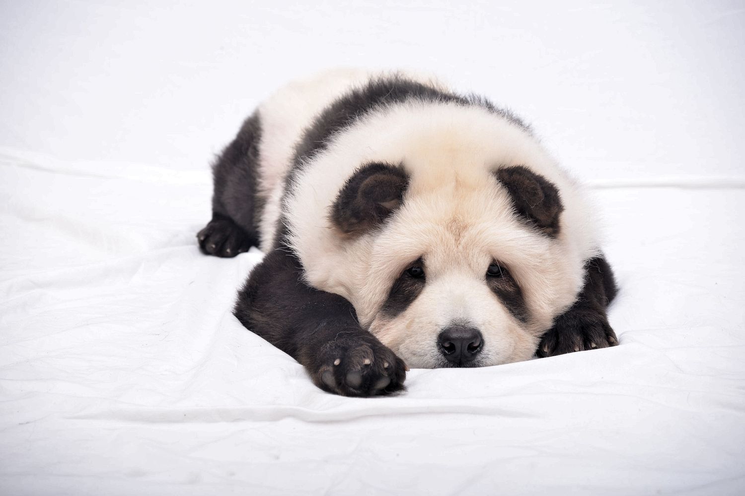 Панда чау-чау: собака или панда? — сайт эксперта по животным