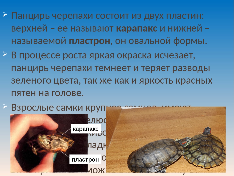Скелет черепах: строение (фото) :: syl.ru