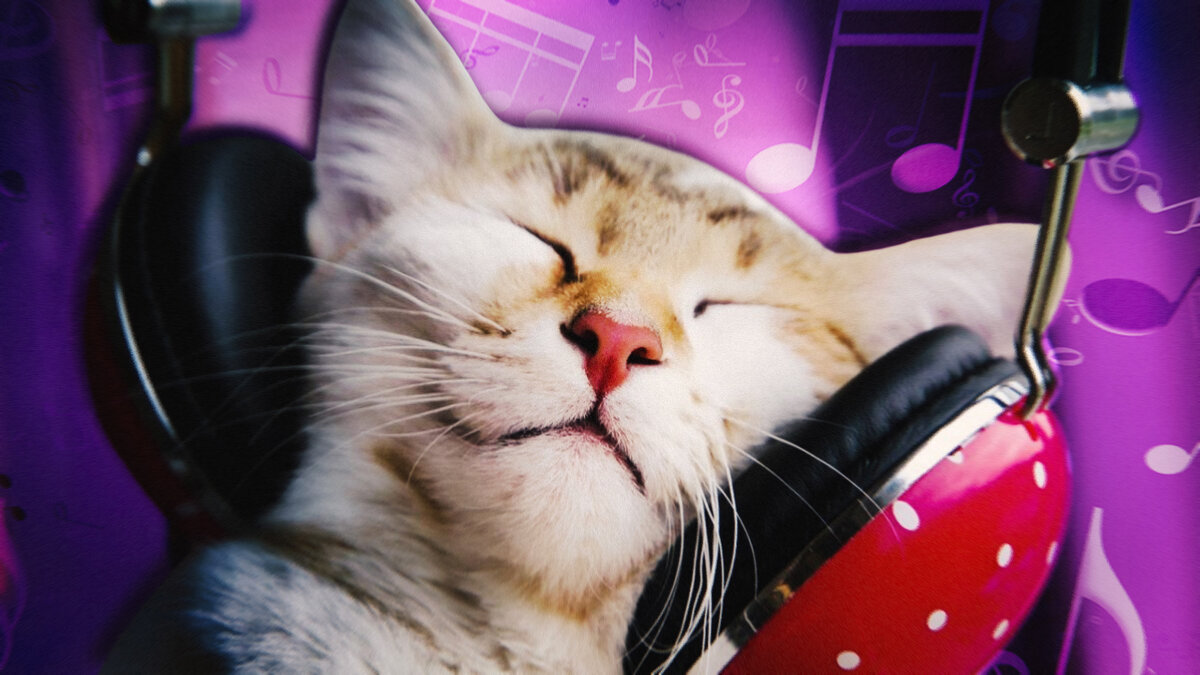 Как кошки воспринимают звук? в частности, почему кошка может совершенно спокойно спать в комнате, где играет громкая музыка?