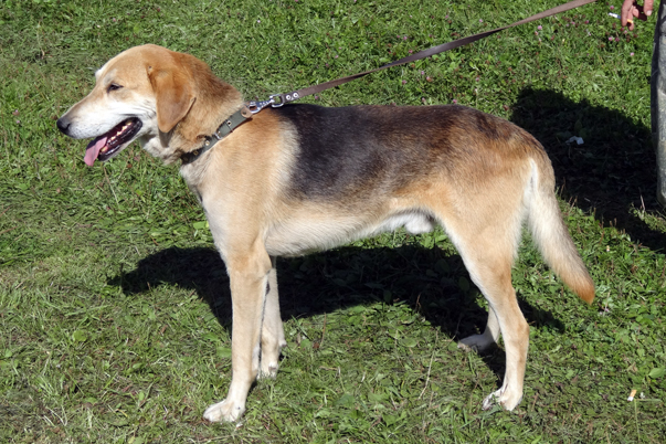 Как можно назвать собаку охотничьей породы: кобеля или суку, популярные клички