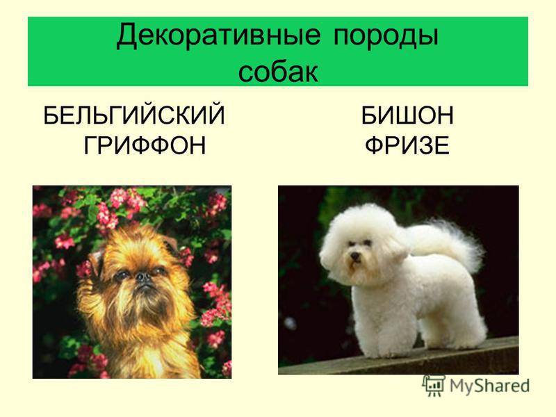 Бишон фризе: описание породы собак, характер, сколько живут, размеры французской болонки, характеристика породы
