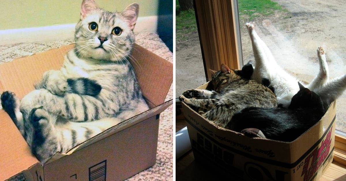 Адаптация кошки в новом доме