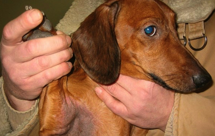 Черный акантоз у собак, причины, симптомы и лечение в домашних условиях, похожие заболевания