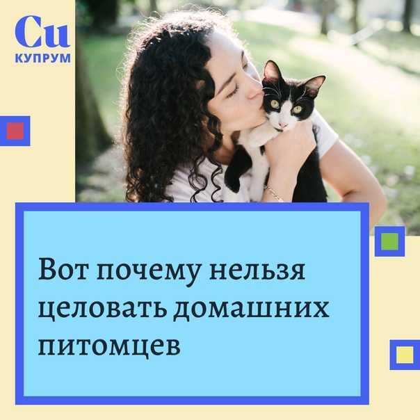 Почему нельзя обнимать котов? | кот и кошка