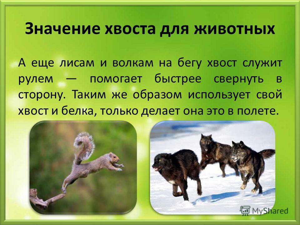 Зачем собаке хвост? зачем купируют хвосты собакам :: syl.ru