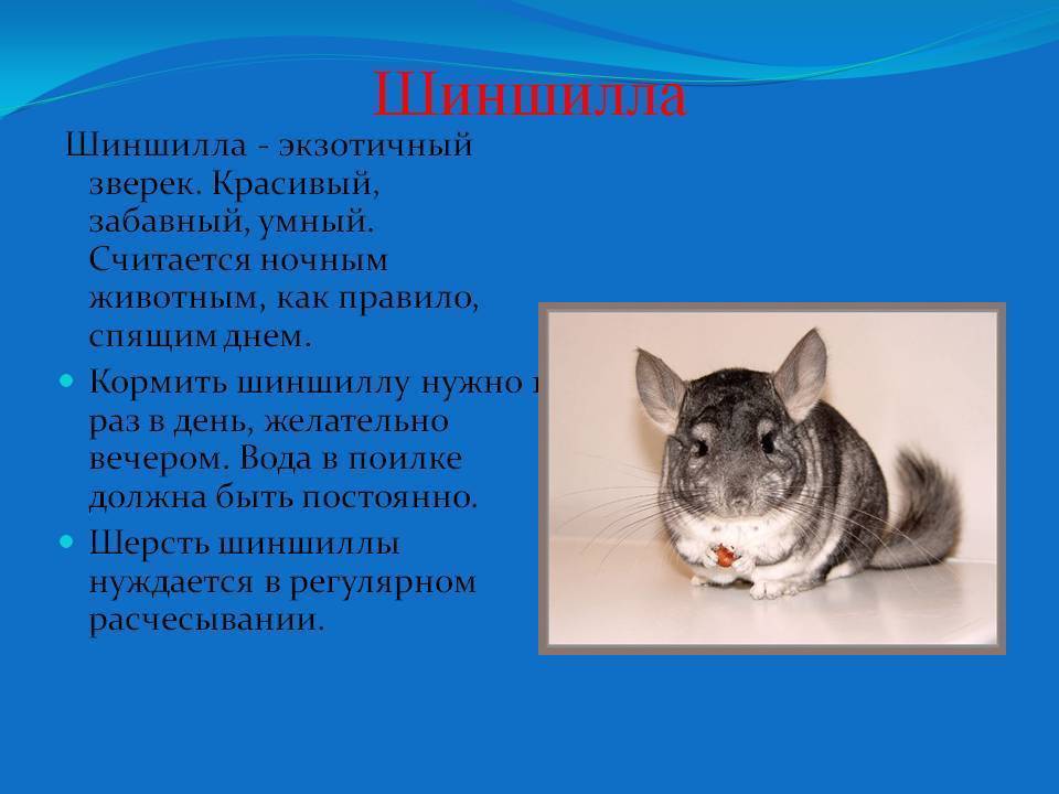 Стоит ли бояться укуса шиншиллы