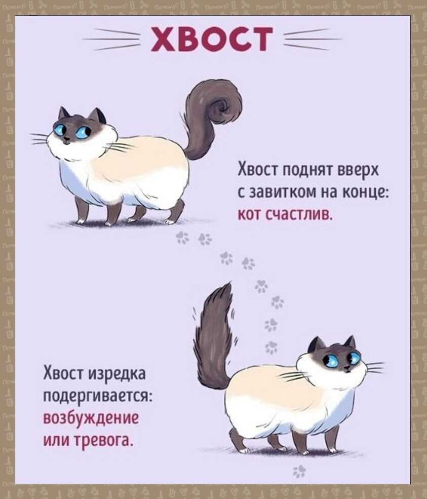 Язык тела кошек. как правильно понять, что хочет сказать питомец