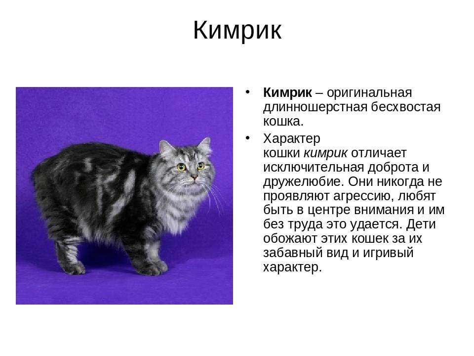 Как отличить котенка мейн-куна от обычного или метиса