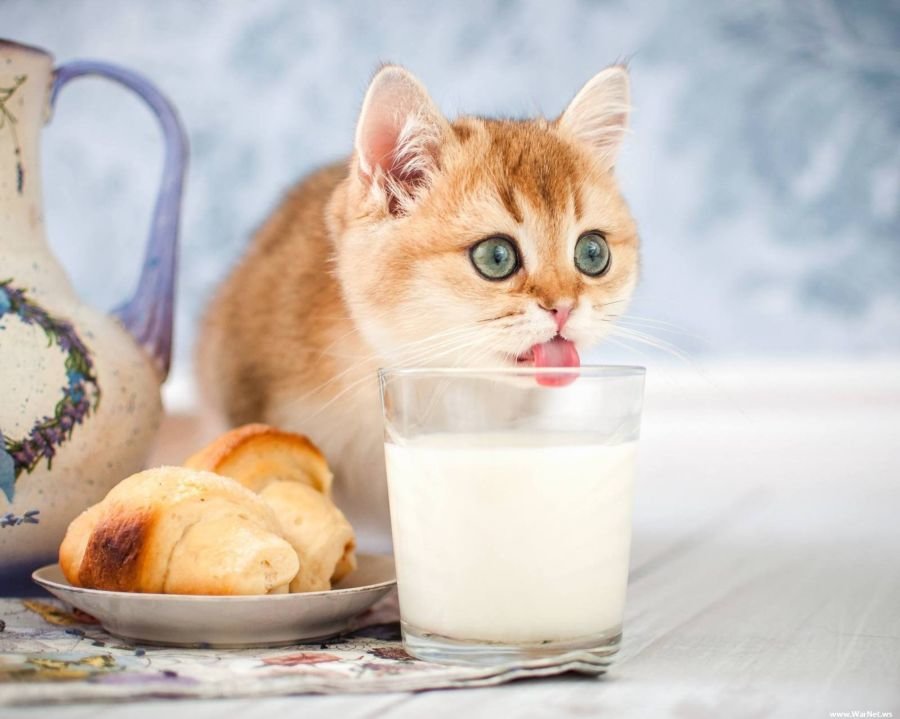 Можно ли кошек кормить молоком.